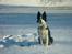 Border collie Lady