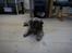 Shih tzu Lucca