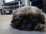 Shih tzu Lucca