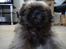 Shih tzu Lucca
