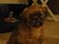 Shih tzu Lucca