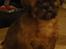Shih tzu Lucca