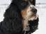 Cocker spaniel Aslan - Billede 1 -  Velkommen til Aslan´s profil, i er velkomne til at kigge jer lidt omkring og ligge en kommentar! :)  Aslan Vinter 2010