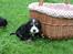 Cocker spaniel Aslan - Billede 4 - Aslan, hvalpebillede Sommer 2006