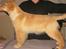 Golden retriever Leongolden Cha Cha Cha - CHA CHA 3 måneder gammel