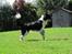 Blanding af racer Border Collie Milo