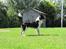 Blanding af racer Border Collie Milo