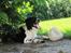 Blanding af racer Border Collie Milo