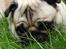 Mops - Danita's Ditte 
