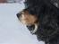 Cocker spaniel Aslan - Billede 8 - Aslan Vinter 2010