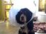 Cocker spaniel Aslan - Billede 10 - Aslan med stor skærm for hovedet da han var syg, han er ikke ligefrem lykkelig over at bære rundt på sådan en kæmpe ting:( Efterår 2010