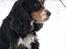 Cocker spaniel Aslan - Billede 11 - Aslan Vinter 2010