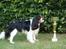Cavalier king charles spaniel Jobbe - 1 præmie + CAC i åben klasse 18 måneder gammel