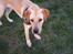Labrador retriever Buddy