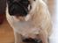 Mops jasmin R.I.P 16/8-2011