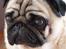 Mops jasmin R.I.P 16/8-2011