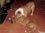 Boxer Gurli R.I.P.
