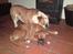 Boxer Gurli R.I.P.