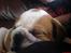Engelsk bulldog Bertil R.I.P - Jeg er lige blevet lidt træt. 
