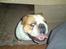 Engelsk bulldog Bertil R.I.P - Jeg sidder lige og får vejret lidt. 