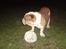 Engelsk bulldog Bertil R.I.P - Jeg bliver helt forpustet af at spille bold. 