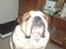 Engelsk bulldog Bertil R.I.P