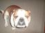 Engelsk bulldog Bertil R.I.P - NEJ!!! DET KAN IKKE VÆRE RIGTIGT! 