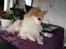 Chihuahua Charlie (R.I.P)