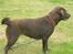 Labrador retriever Sille R.I.P