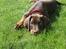 Dobermann RD Attractive Anastacia - 10 uger 
