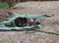 Blanding af racer Balder R.I.P. - far har lavet pool til os... elsker vand