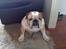 Engelsk bulldog Bertil R.I.P