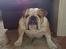 Engelsk bulldog Bertil R.I.P - Som I nok kan se er jeg temmelig bred. 