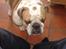 Engelsk bulldog Bertil R.I.P