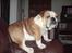 Engelsk bulldog Bertil R.I.P