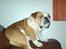 Engelsk bulldog Bertil R.I.P - Jeg sidder lige og kigger.