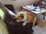 Engelsk bulldog Bertil R.I.P