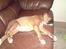Boxer Gurli R.I.P.