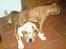 Boxer Gurli R.I.P.
