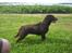 Labrador retriever Sille R.I.P
