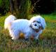 Coton de tulear Gydegaard's Nugga