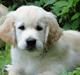 Golden retriever Oscar