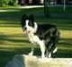 Border collie Lady