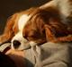 Cavalier king charles spaniel Coco