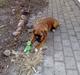 Boxer Gurli R.I.P.