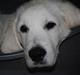 Golden retriever Walde