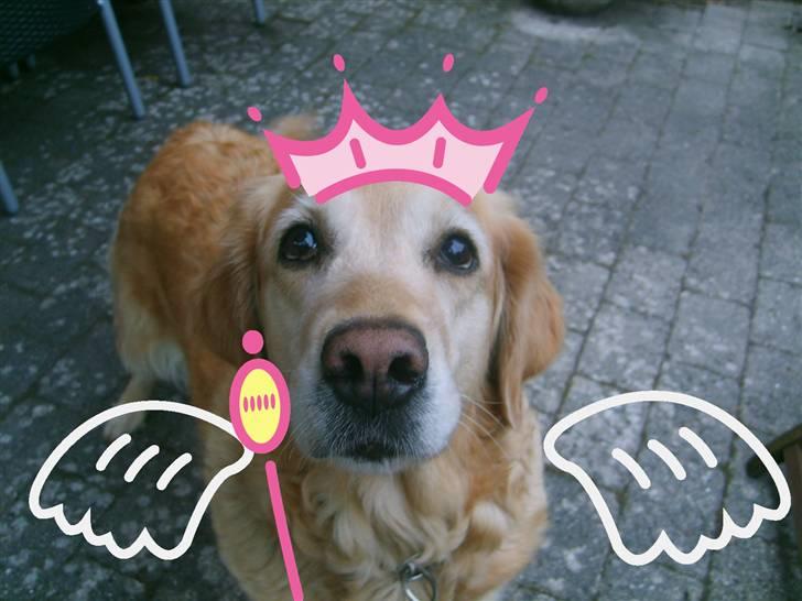 Golden retriever Daisy - daisy er en engel<3 billede 5