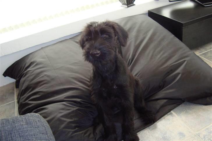 Riesenschnauzer Joey - Her er jeg 13 uger gammel billede 8