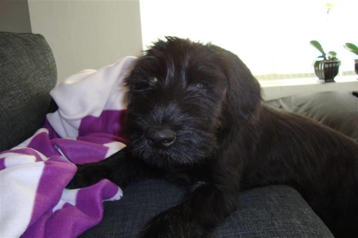 Riesenschnauzer Joey billede 9