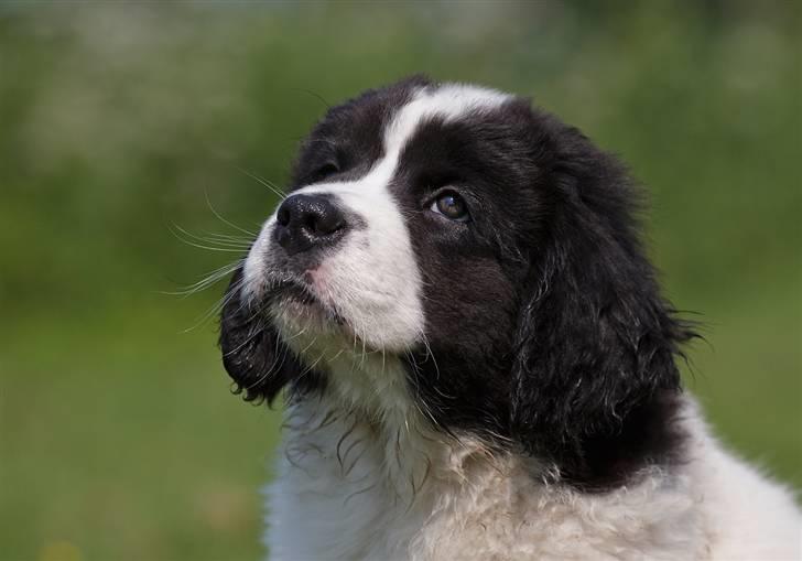 Landseer Nana billede 1